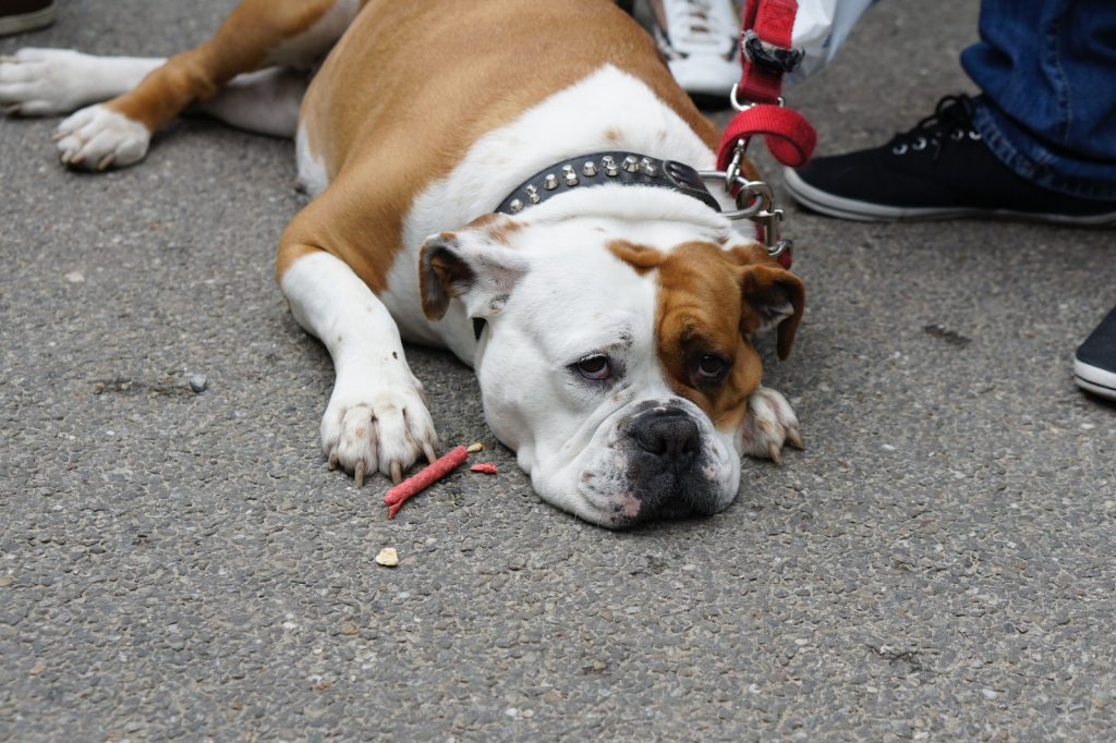 brown and white English bulldog lying on grey pavement
