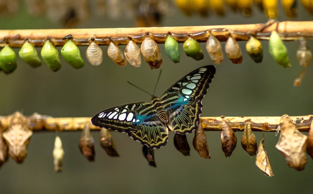 Photo by Håkon Grimstad