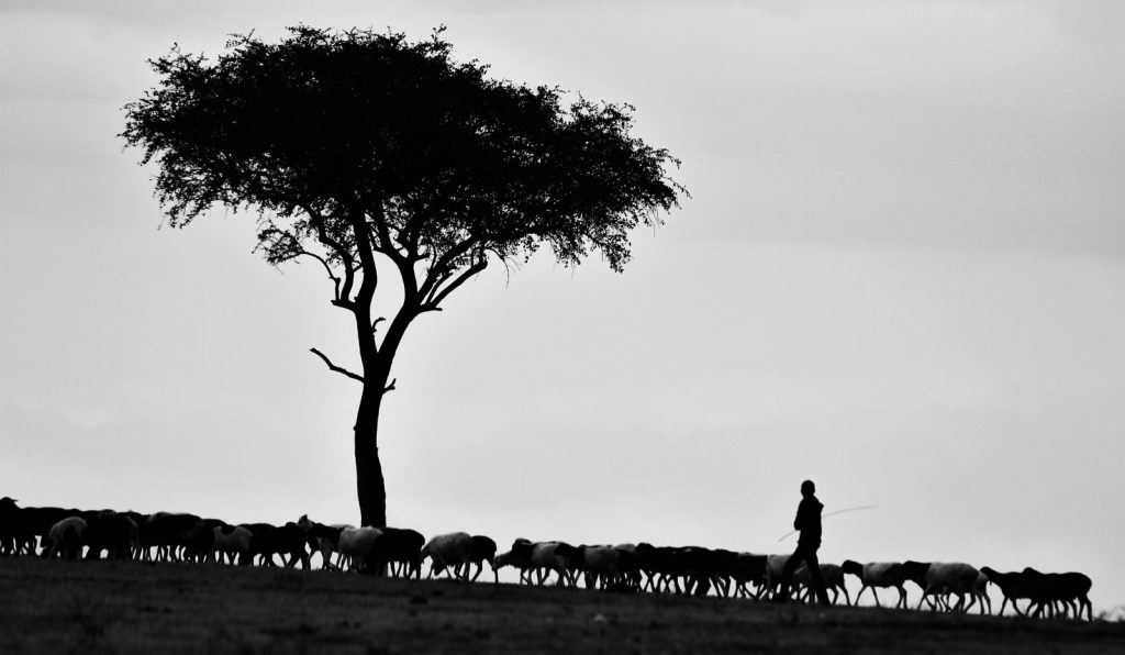 person walking beside tree