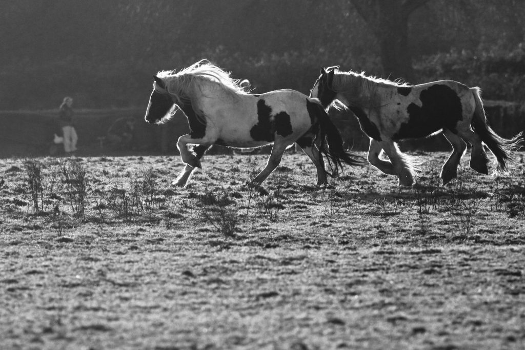 grayscale photography of two horses on field